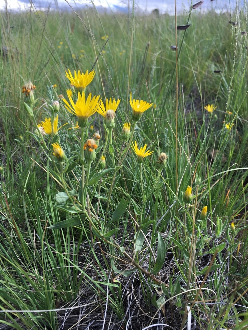 Heterotheca nitidula photo 5