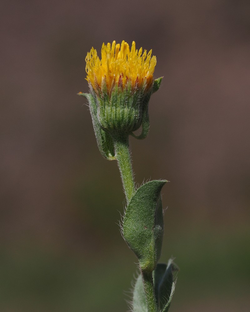 Heterotheca nitidula photo 6
