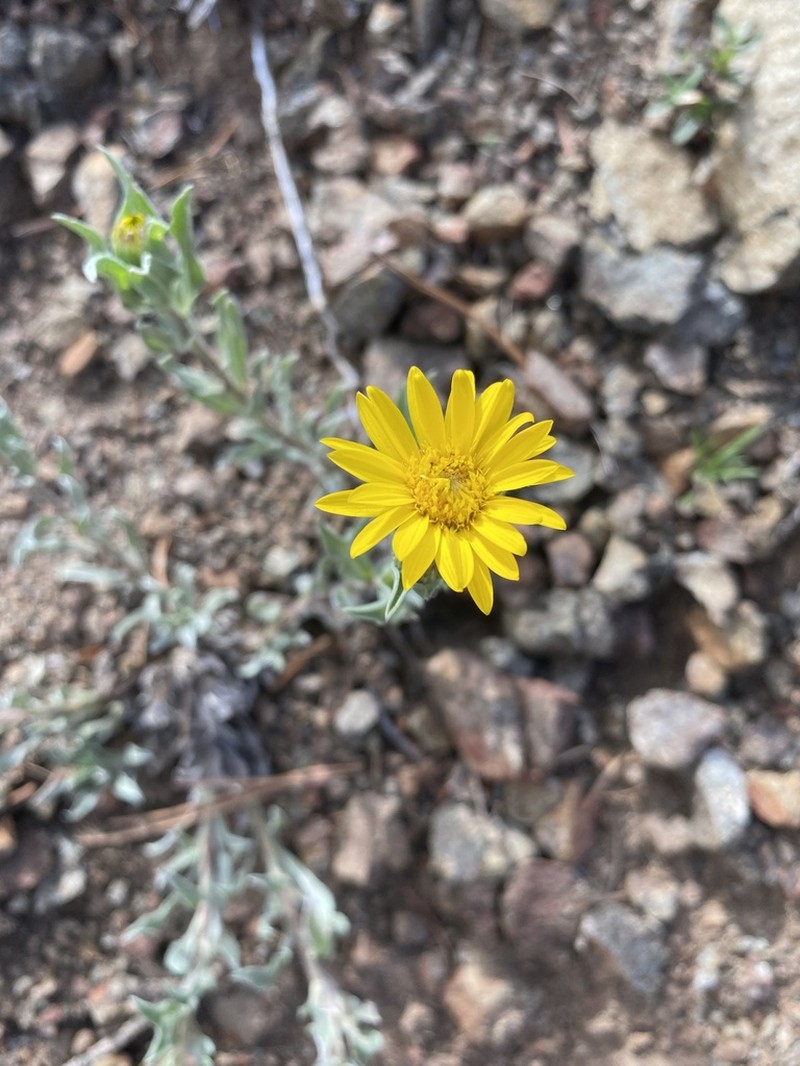 Heterotheca nitidula photo 7