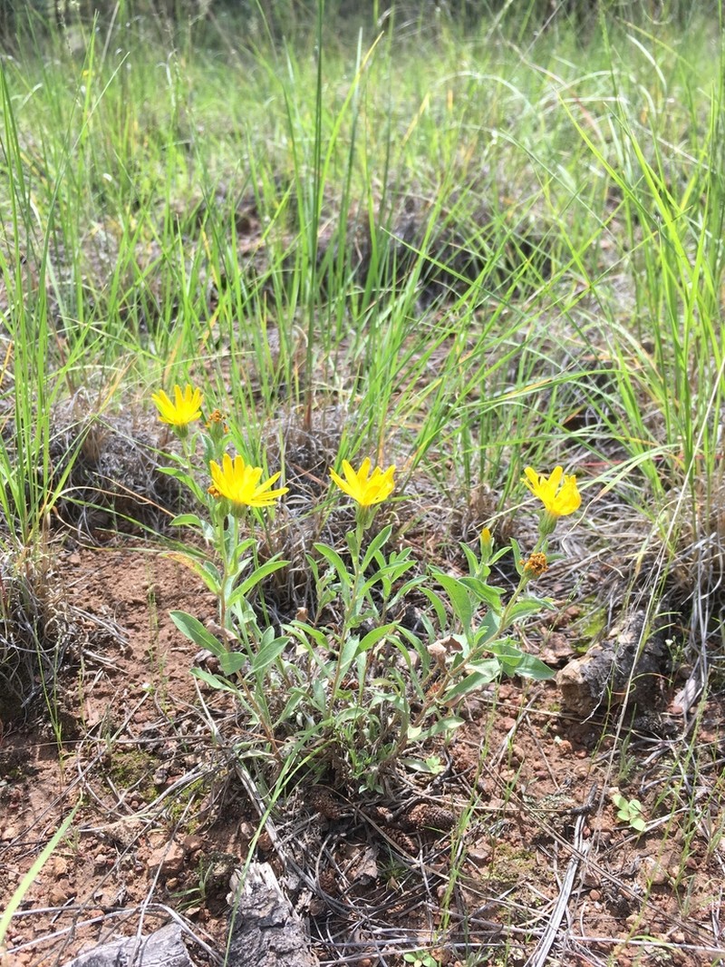 Heterotheca nitidula photo 8