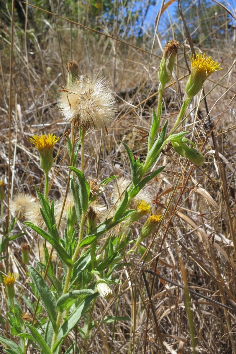Oregon False Goldenaster