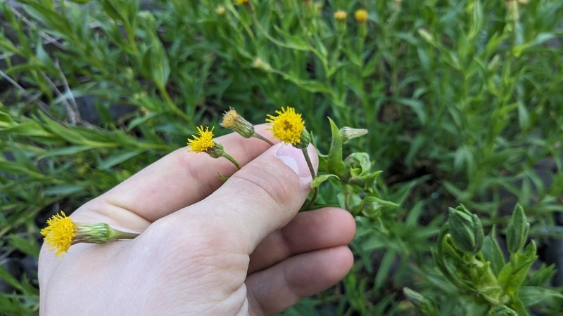 Oregon False Goldenaster photo 5