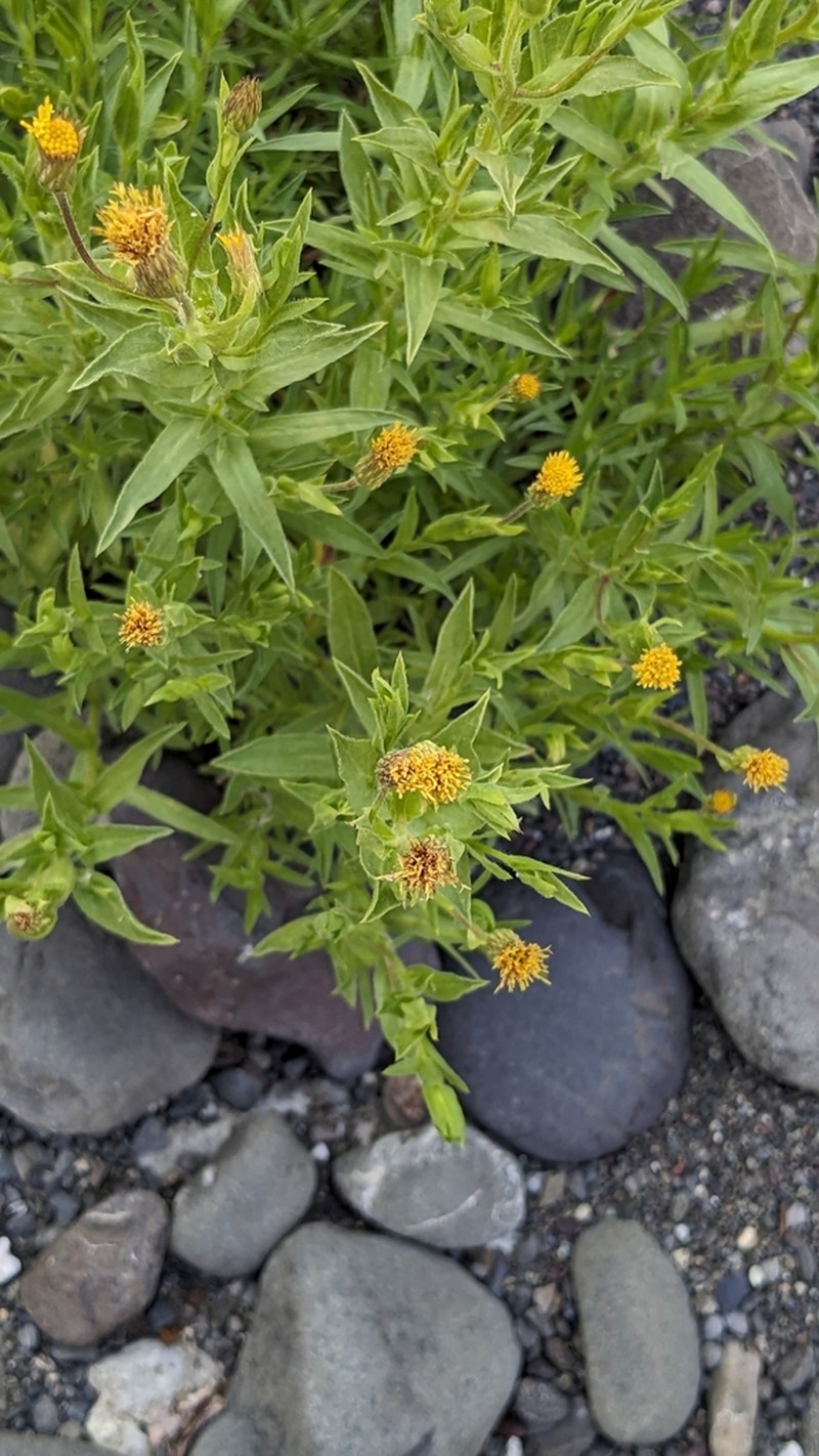 Oregon False Goldenaster photo 6