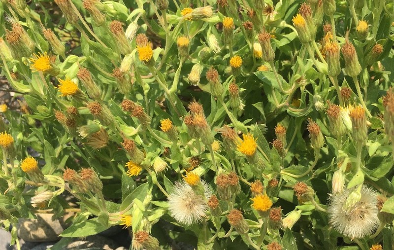 Oregon False Goldenaster photo 7