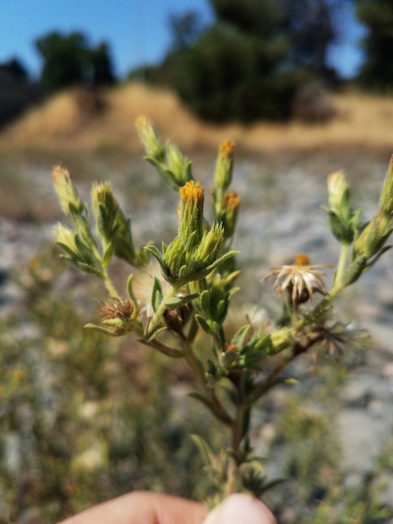 Oregon False Goldenaster photo 8