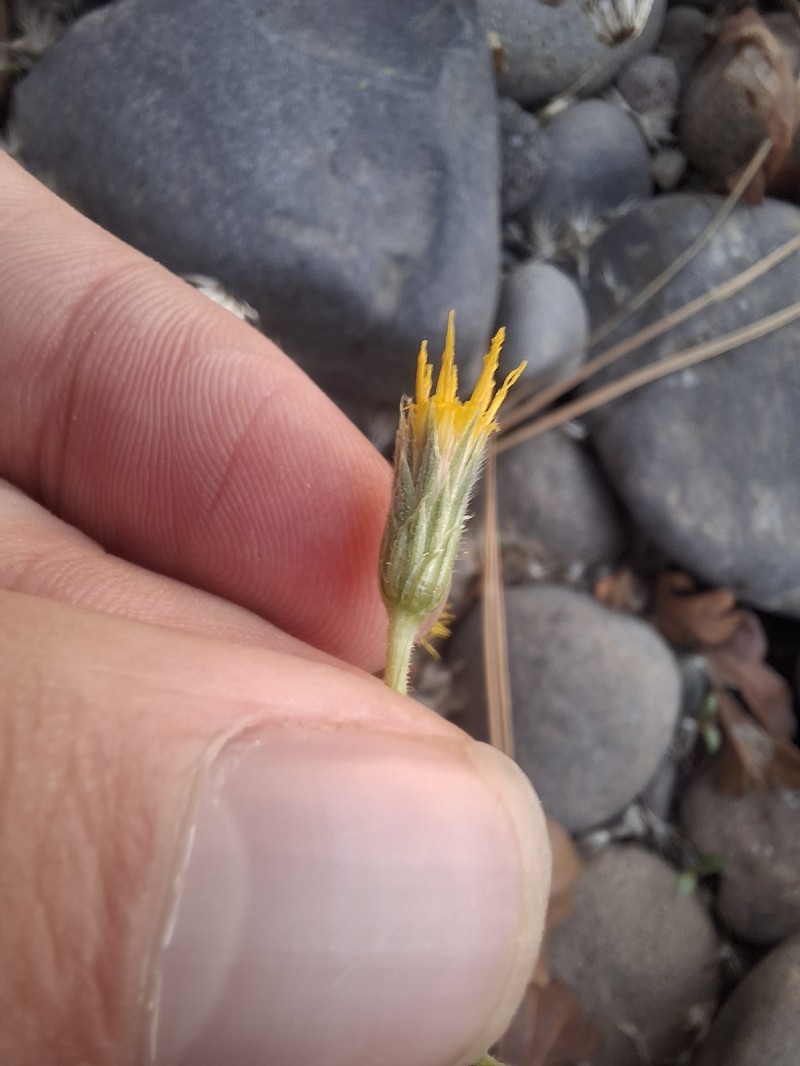 Heterotheca oregona var. compacta