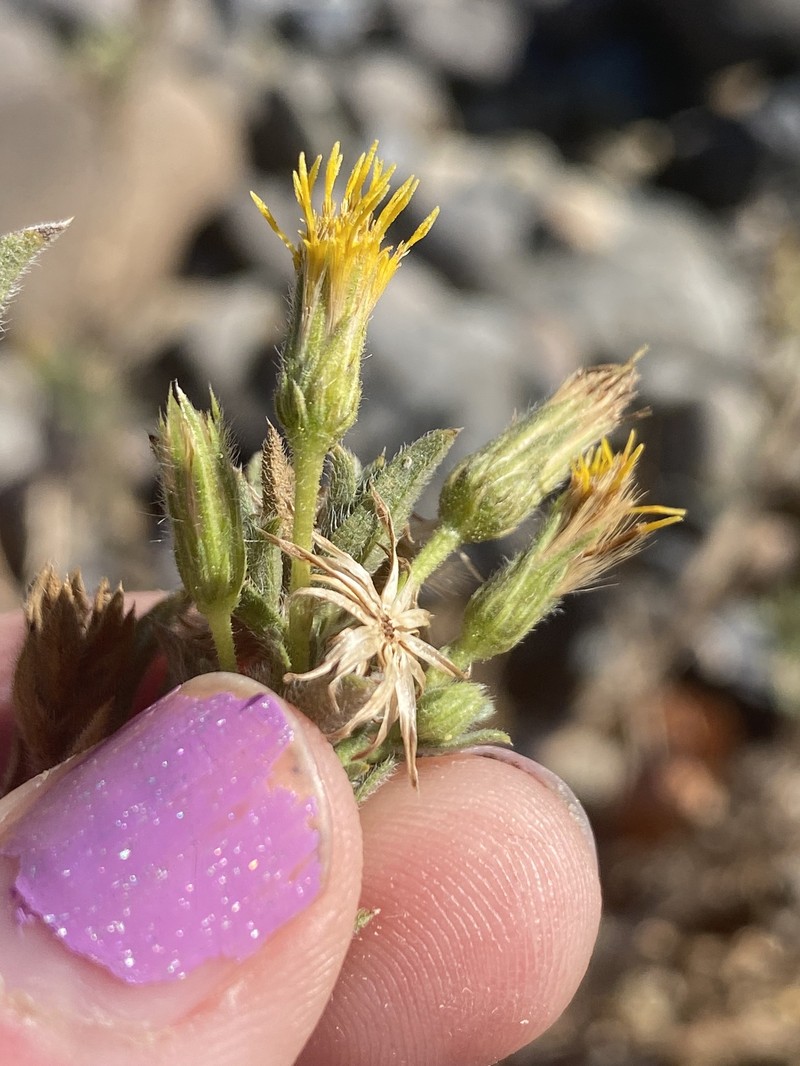 Heterotheca oregona var. compacta photo 2