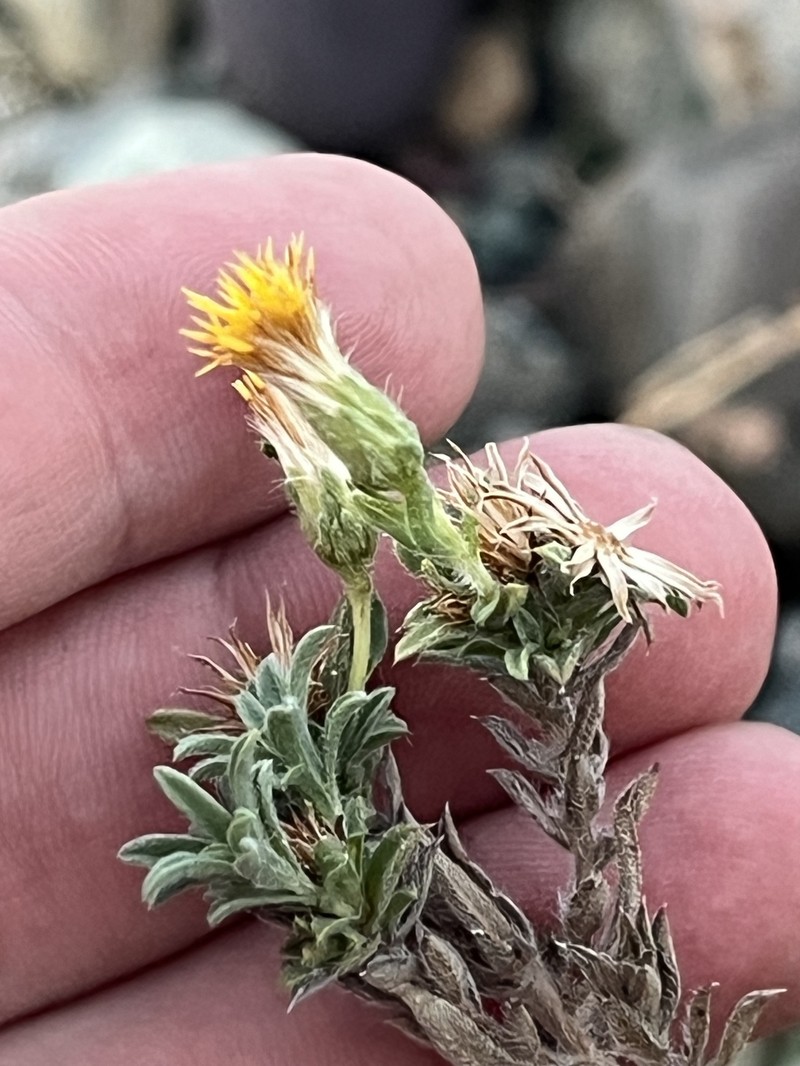 Heterotheca oregona var. compacta photo 3