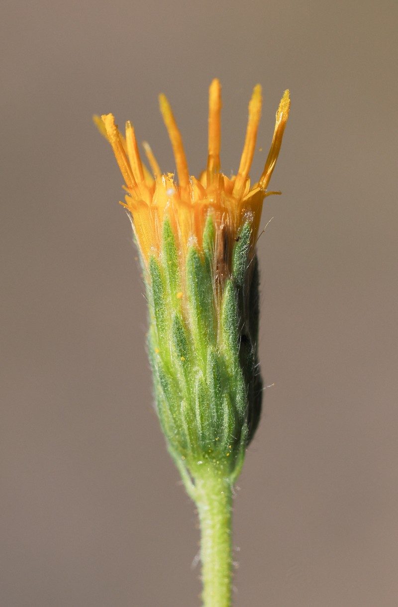 Heterotheca oregona var. compacta photo 4