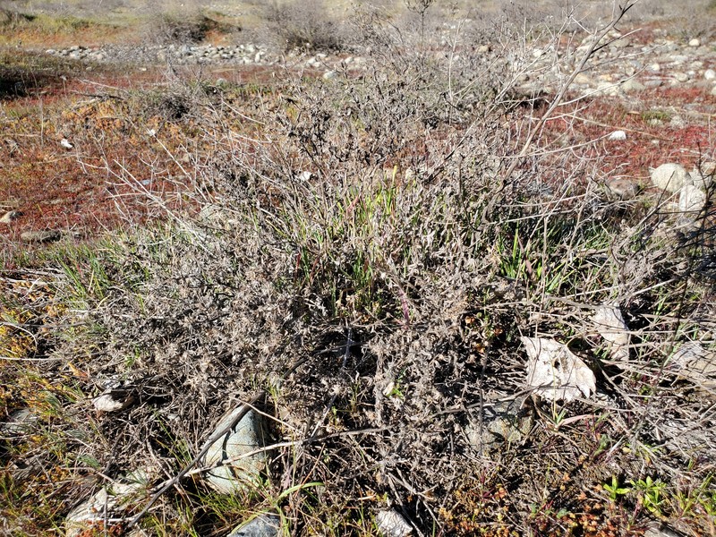 Heterotheca oregona var. compacta photo 5