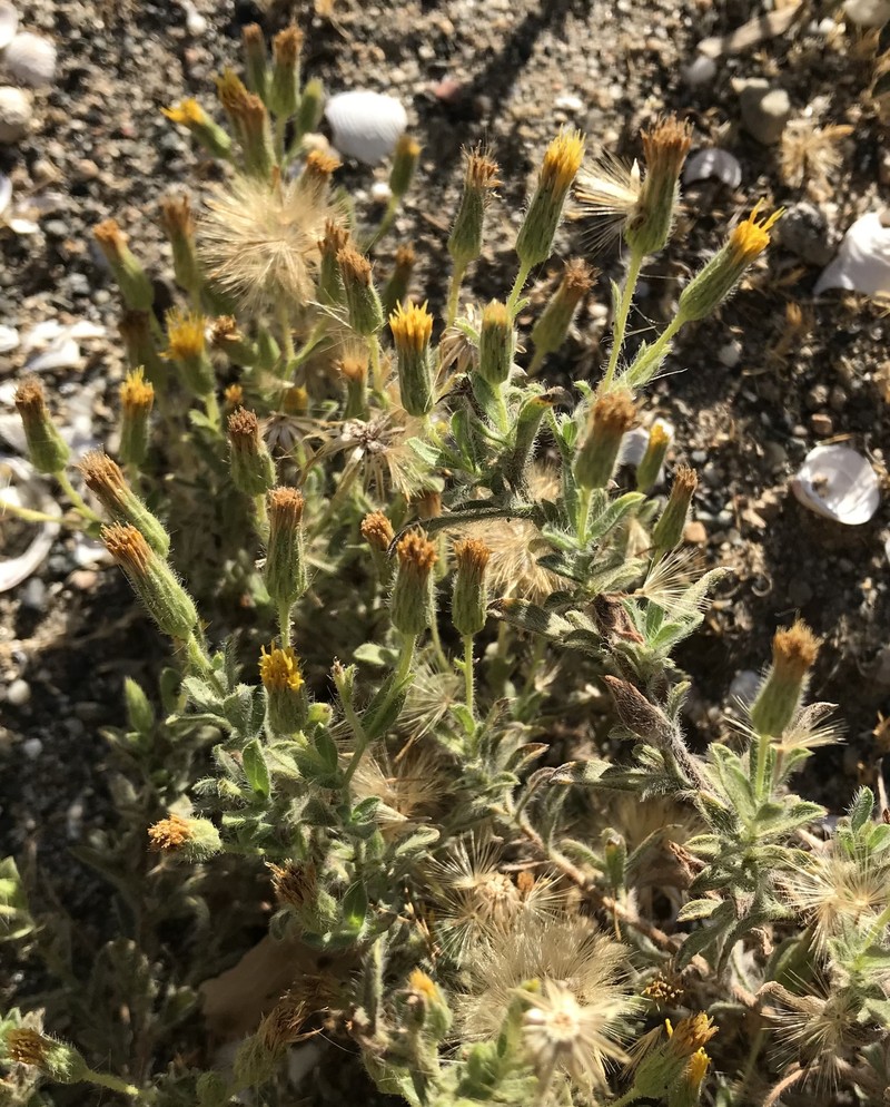 Heterotheca oregona var. compacta photo 6