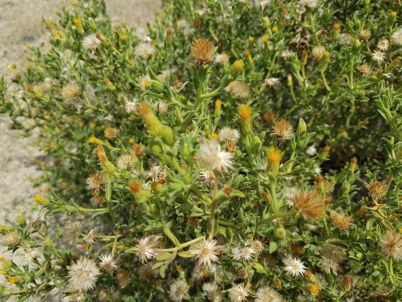 Heterotheca oregona var. compacta photo 7