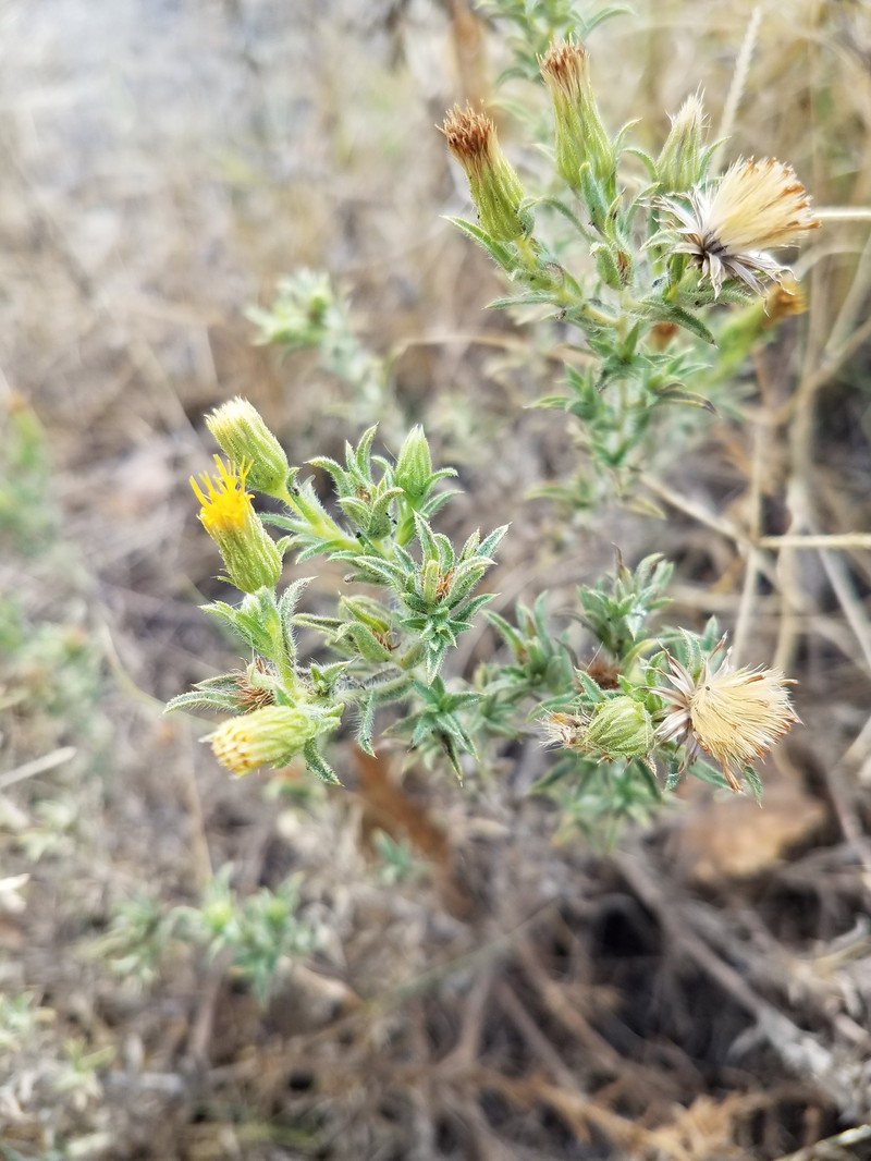 Heterotheca oregona var. compacta photo 8