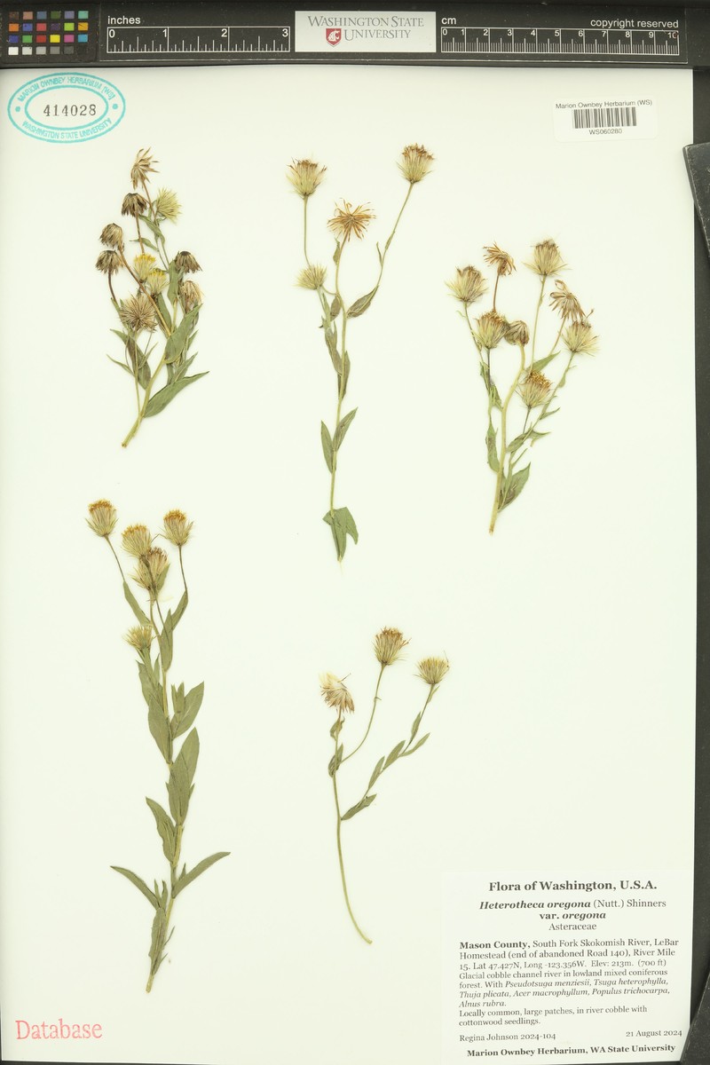 Heterotheca oregona var. oregona photo 2