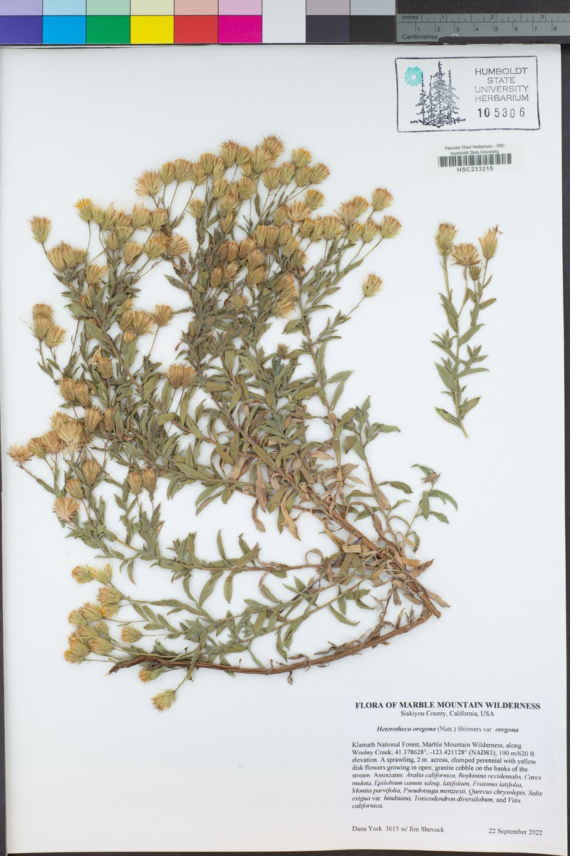 Heterotheca oregona var. oregona photo 3