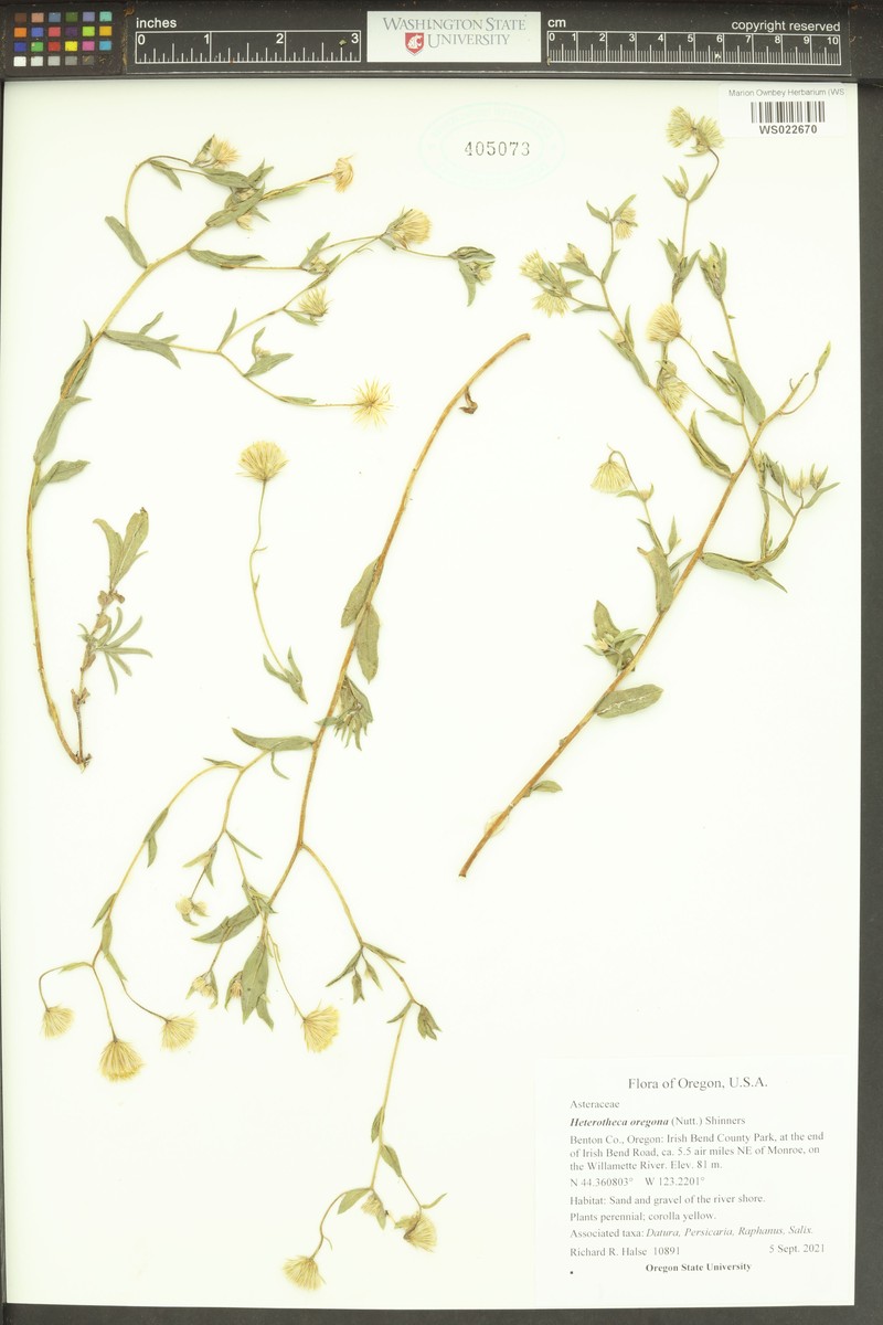 Heterotheca oregona var. oregona photo 4