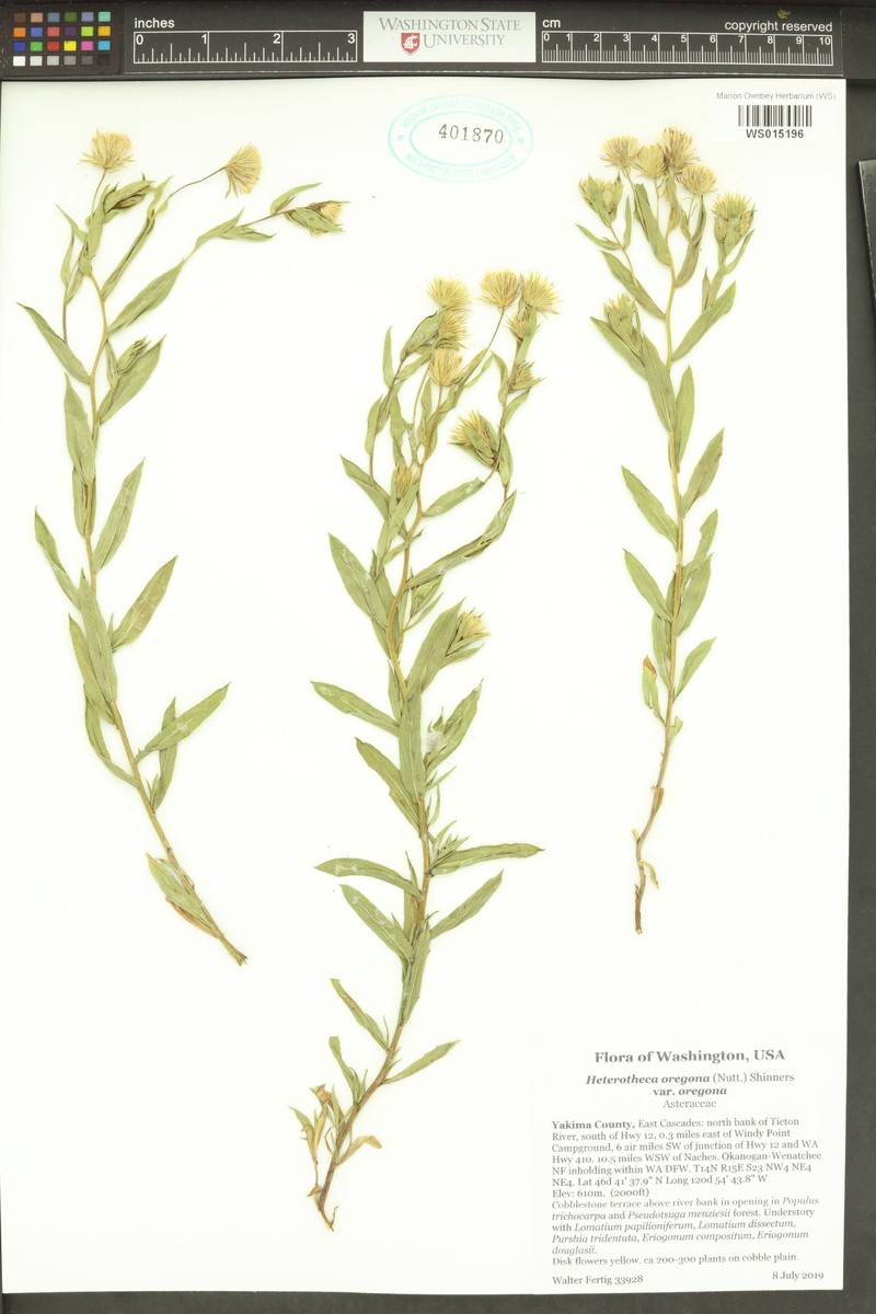 Heterotheca oregona var. oregona photo 5