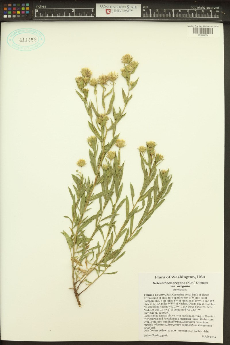 Heterotheca oregona var. oregona photo 6