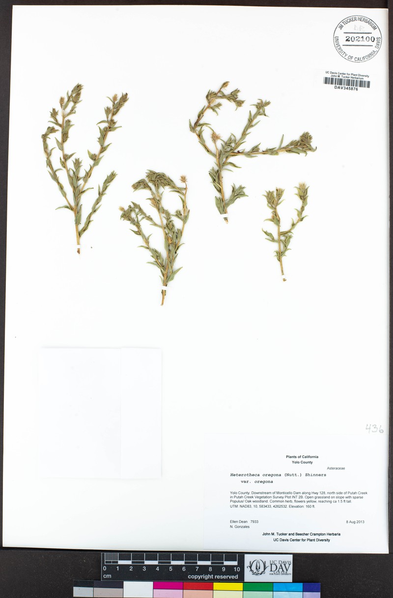 Heterotheca oregona var. oregona photo 7