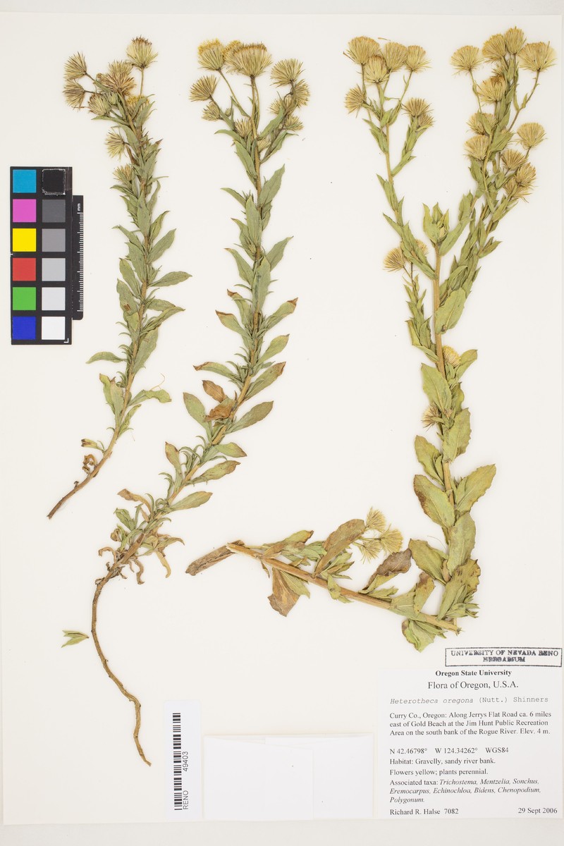 Heterotheca oregona var. oregona photo 8