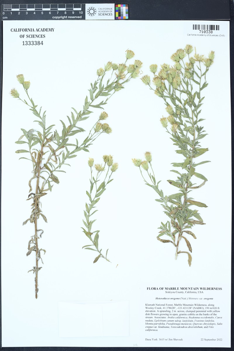 Heterotheca oregona var. oregona
