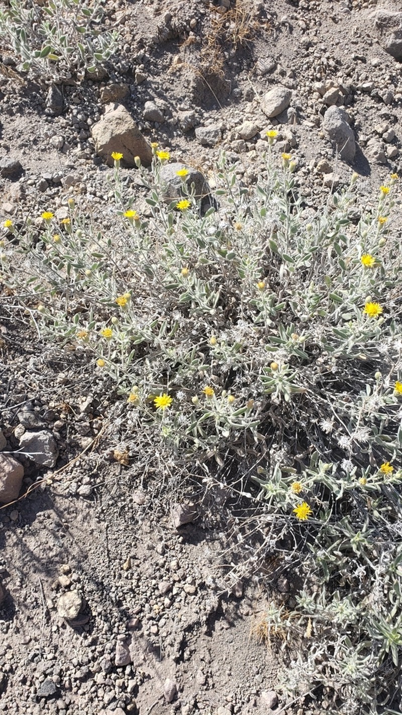 Heterotheca orovillosa