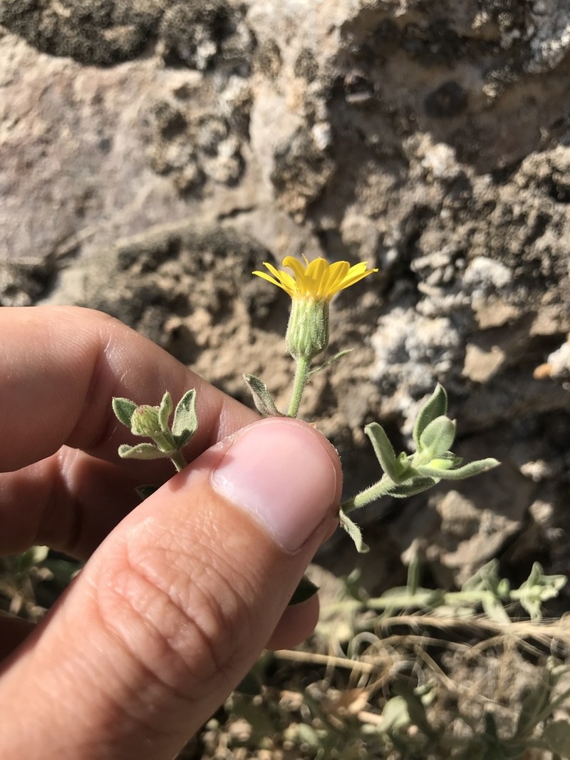Heterotheca orovillosa photo 2