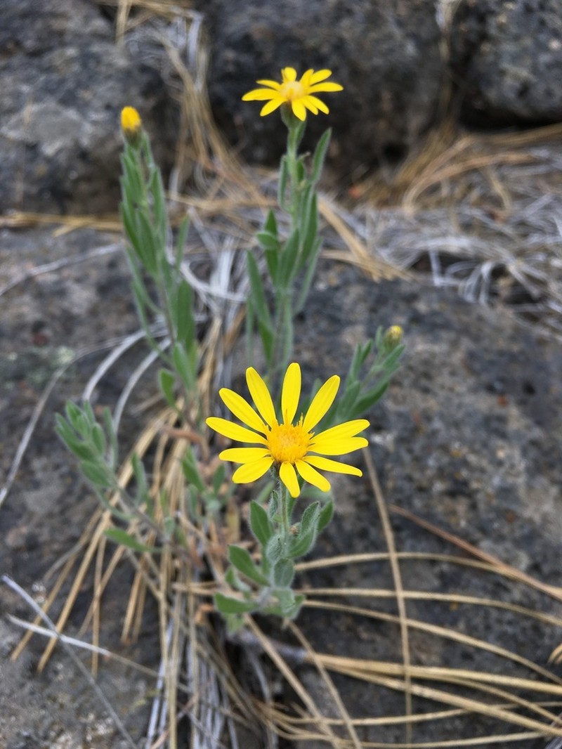 Heterotheca orovillosa photo 3