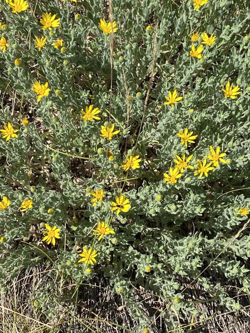 Heterotheca orovillosa photo 4