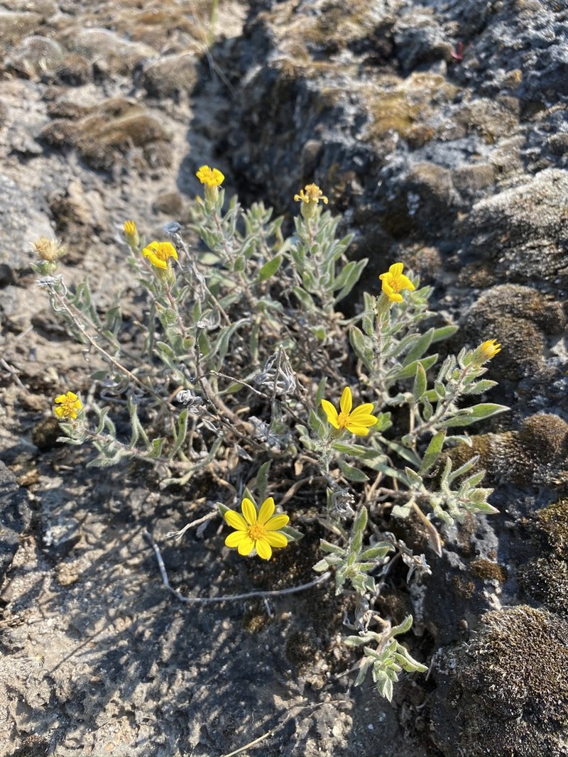 Heterotheca orovillosa photo 5