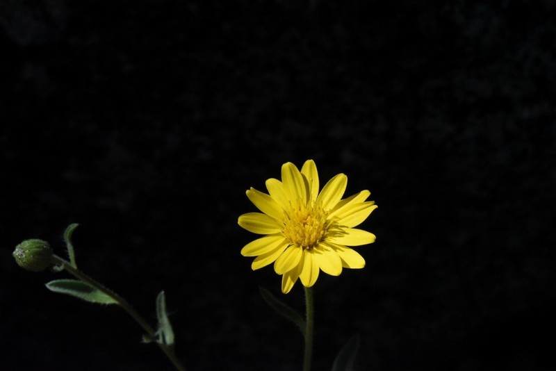 Heterotheca orovillosa photo 6