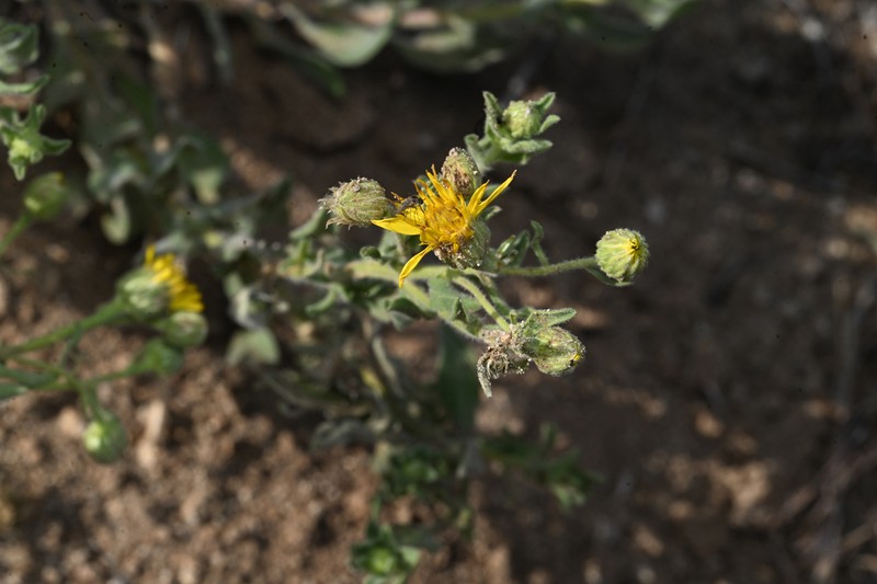 Heterotheca orovillosa photo 8