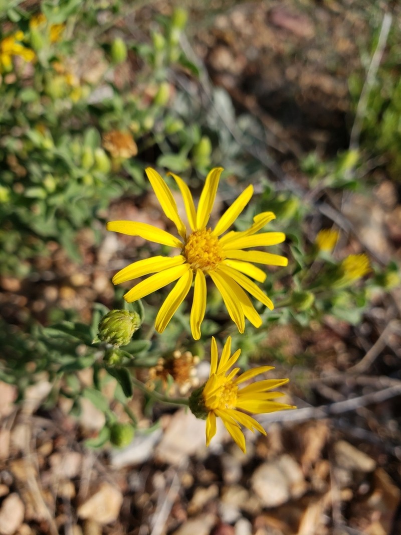 Heterotheca paniculata photo 2