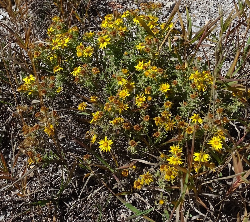 Heterotheca paniculata photo 3