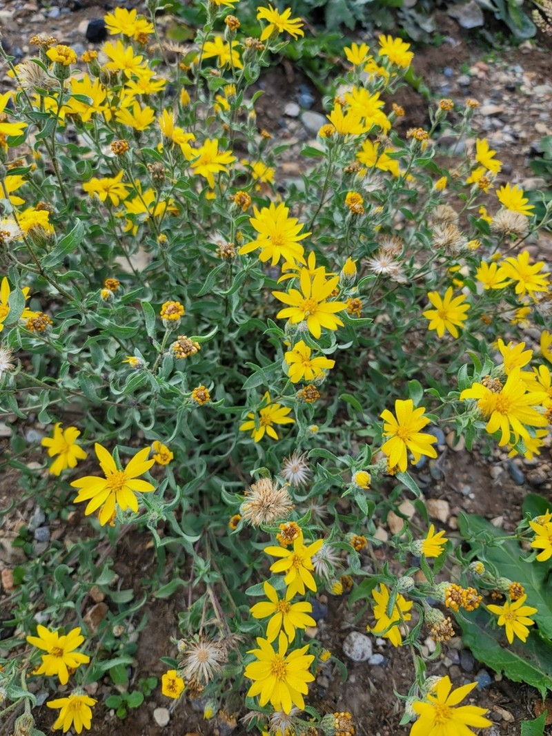 Heterotheca paniculata photo 4