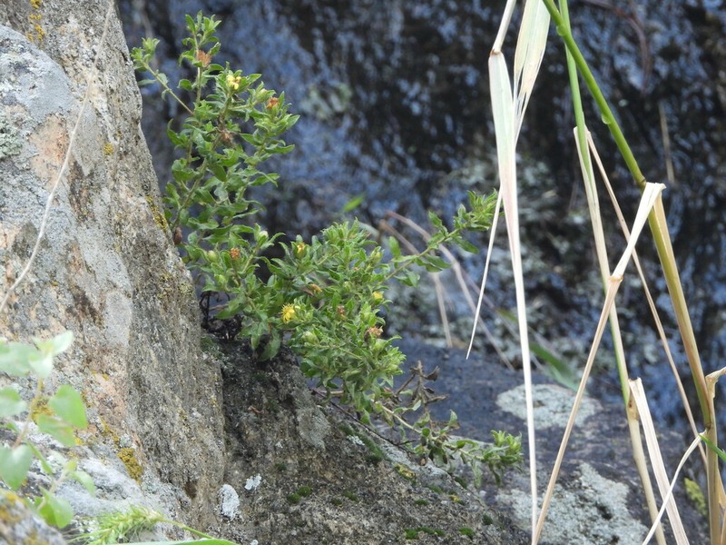 Heterotheca paniculata photo 6