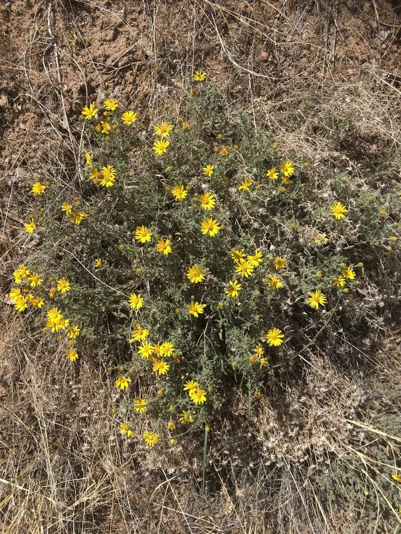 Heterotheca paniculata photo 7