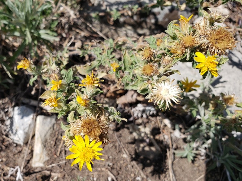 Heterotheca paniculata photo 8