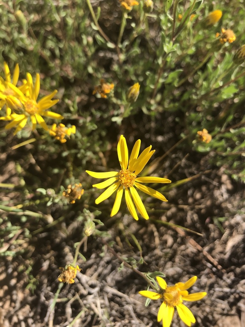Heterotheca pedunculata