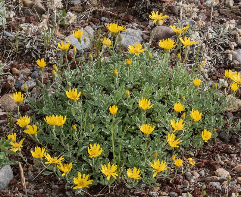 Heterotheca pedunculata photo 2