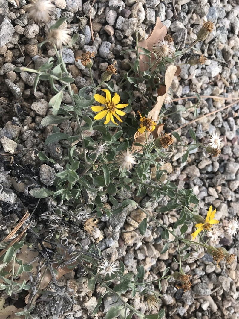 Heterotheca pedunculata photo 3