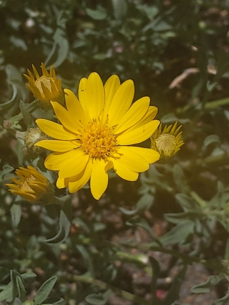 Heterotheca pedunculata photo 4