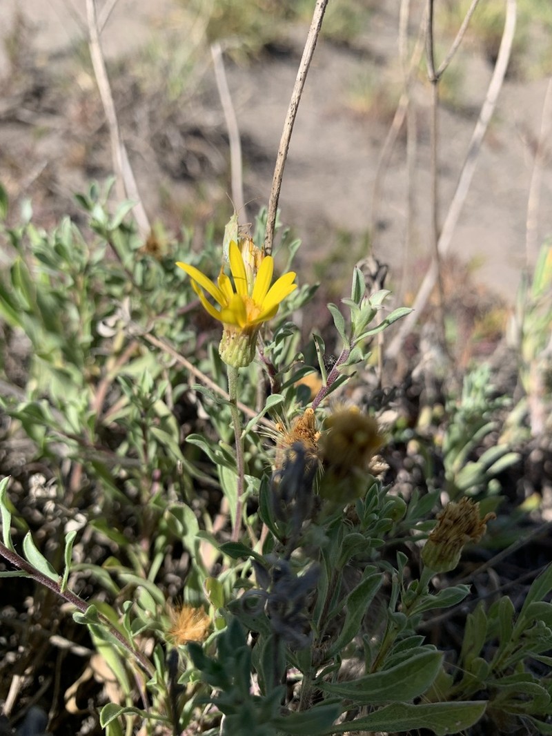 Heterotheca pedunculata photo 5