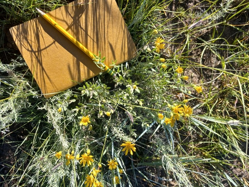 Heterotheca pedunculata photo 6