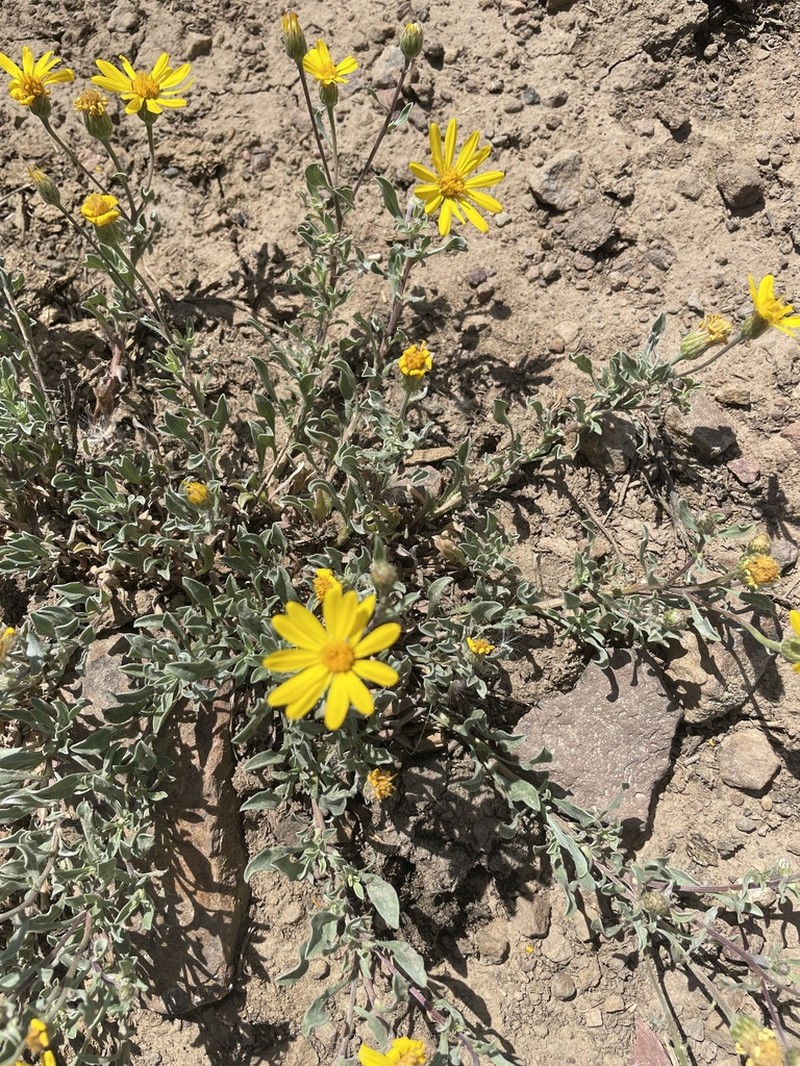 Heterotheca pedunculata photo 7