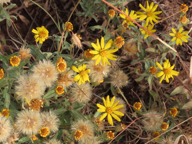 Heterotheca pedunculata photo 8