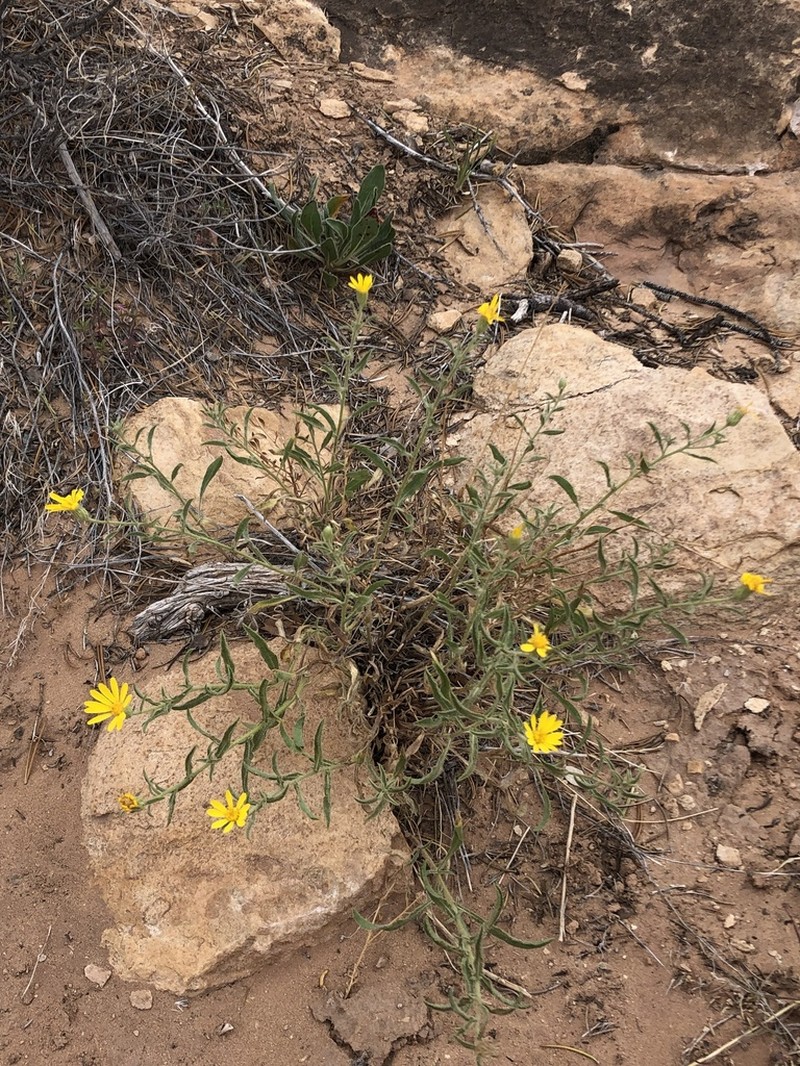 Heterotheca polothrix photo 2