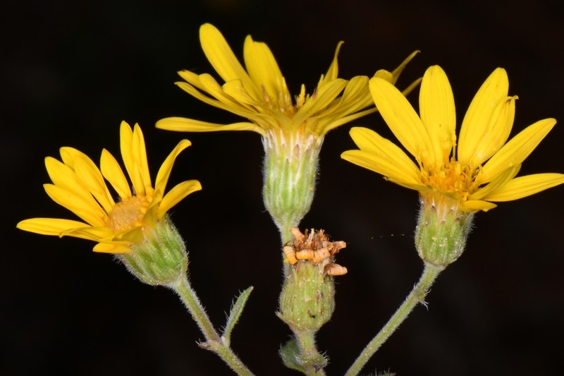 Heterotheca polothrix photo 3