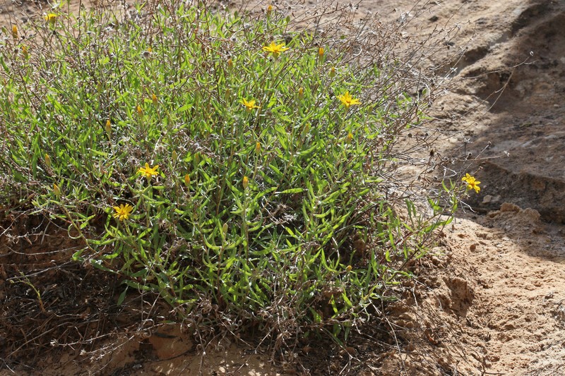 Heterotheca polothrix photo 4