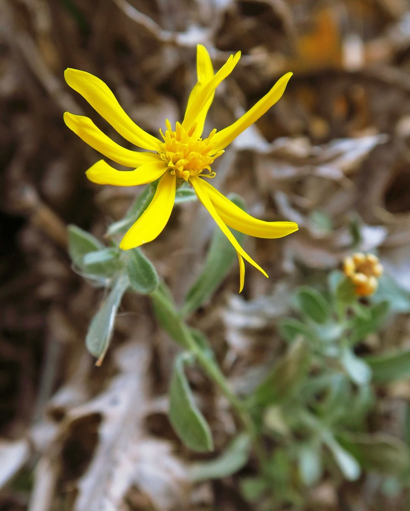 Heterotheca polothrix photo 5